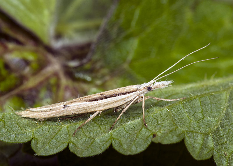 Ypsolopha mucronella - Ypsolophidae